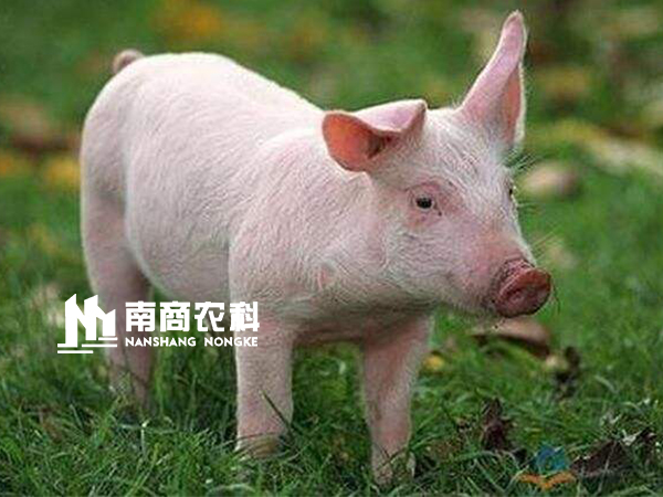 現(xiàn)代規(guī)?；i場(chǎng)設(shè)計(jì)與管理，場(chǎng)長(zhǎng)必修課！