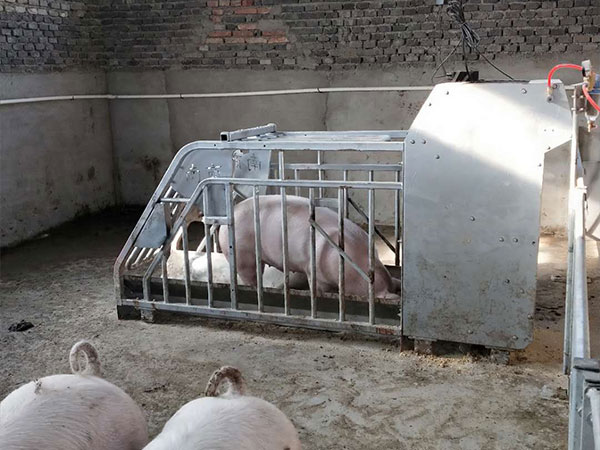 智能飼喂系統(tǒng)在現代化豬場里的應用前景