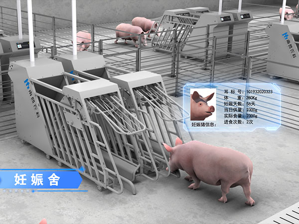 母豬產(chǎn)前不食的標(biāo)志，讓你輕松養(yǎng)母豬