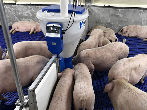 【小智倌-保育育肥一體機】智能飼喂設(shè)備怎么讓豬提前出欄