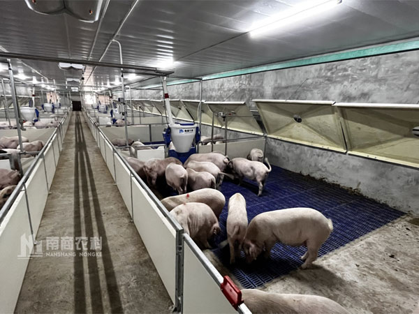 養(yǎng)豬場(chǎng)如何解決秋冬季豬的保溫與通風(fēng)？
