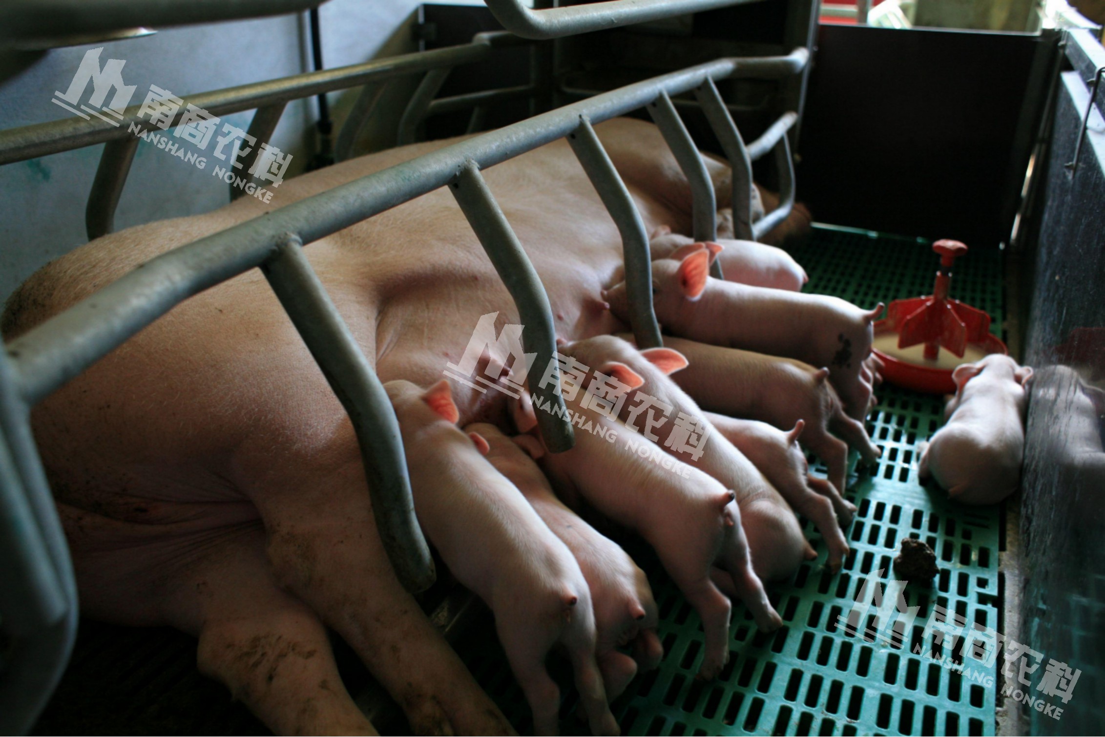 如何提高哺乳母豬采食量？小智倌助力母豬、仔豬雙贏(yíng)！