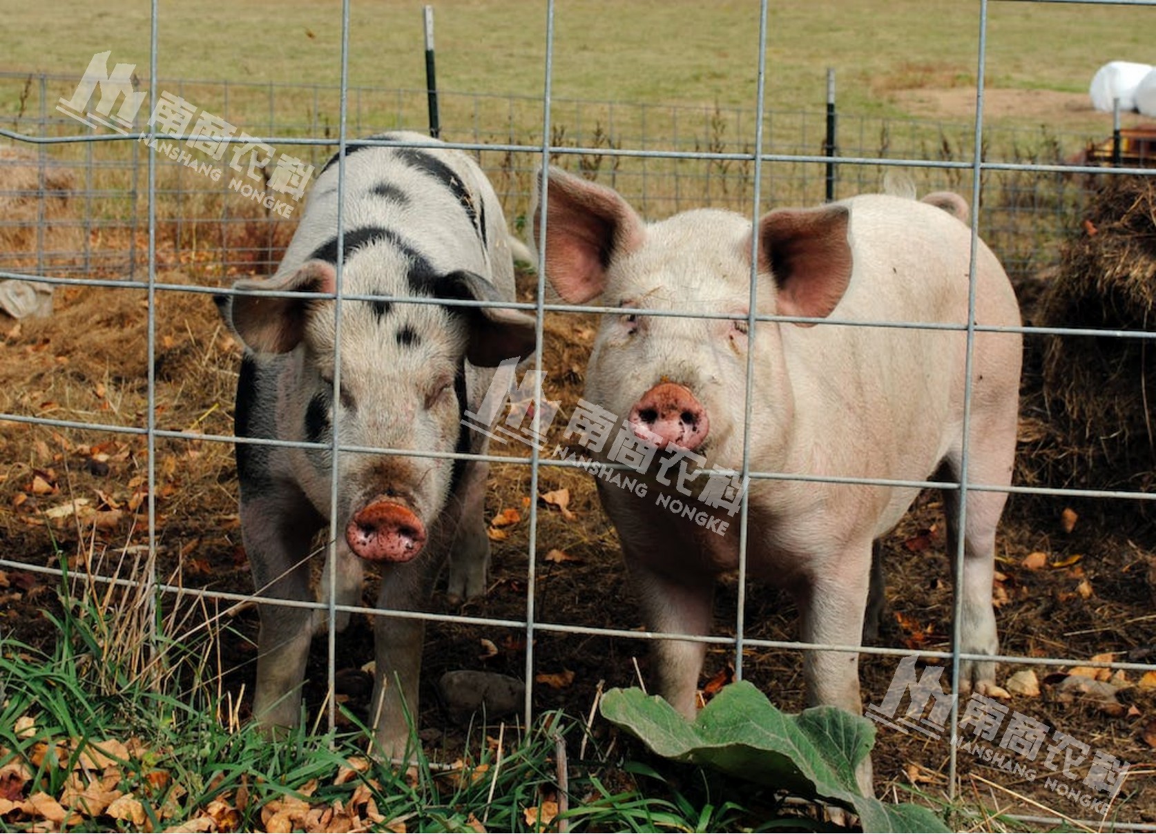 養(yǎng)豬生喂還是熟喂？干料還是濕料好？
