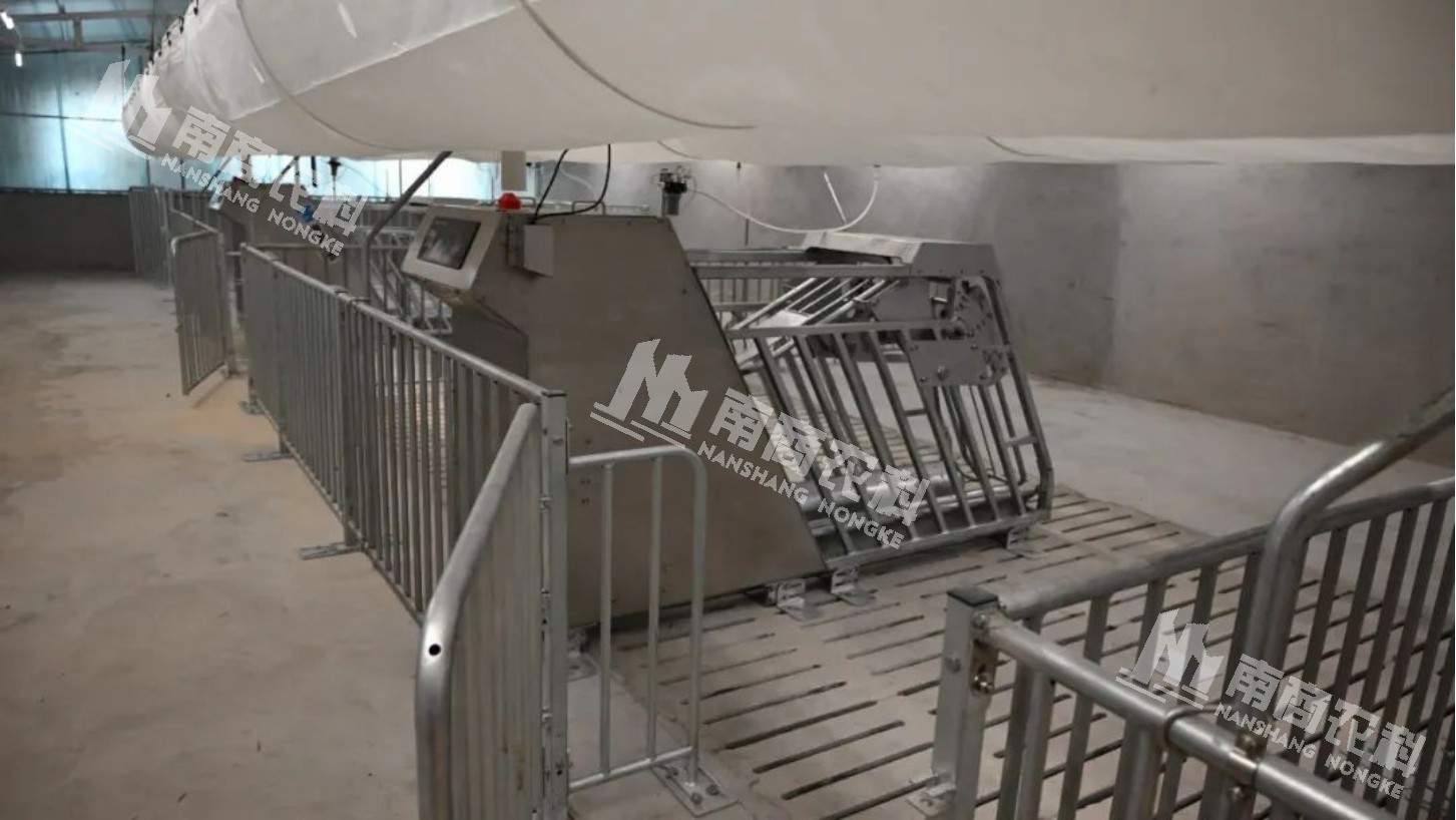 上圖為母豬小群養電子飼喂站