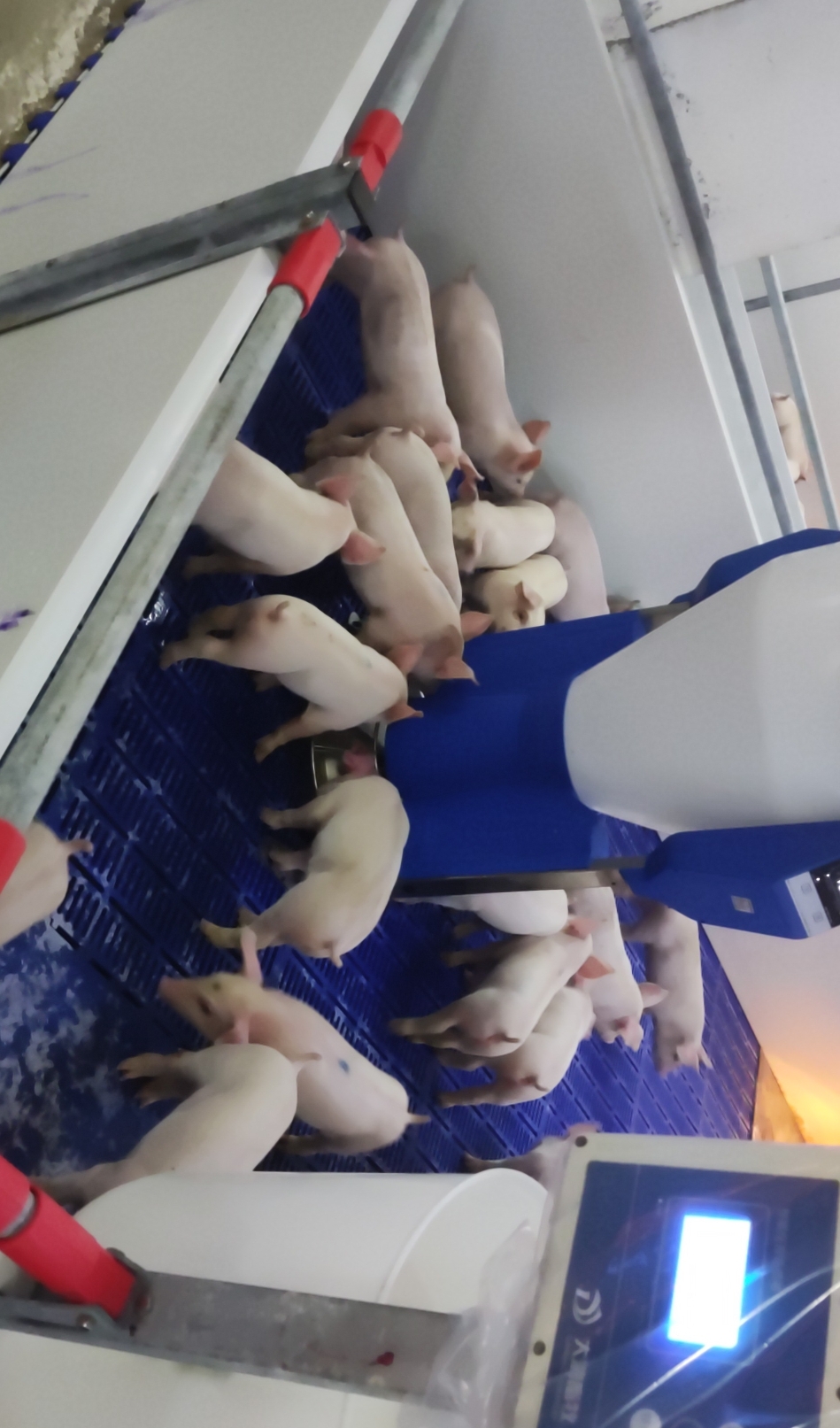 提高仔豬存活率的關(guān)鍵，那當(dāng)然是粥料飼喂！！！