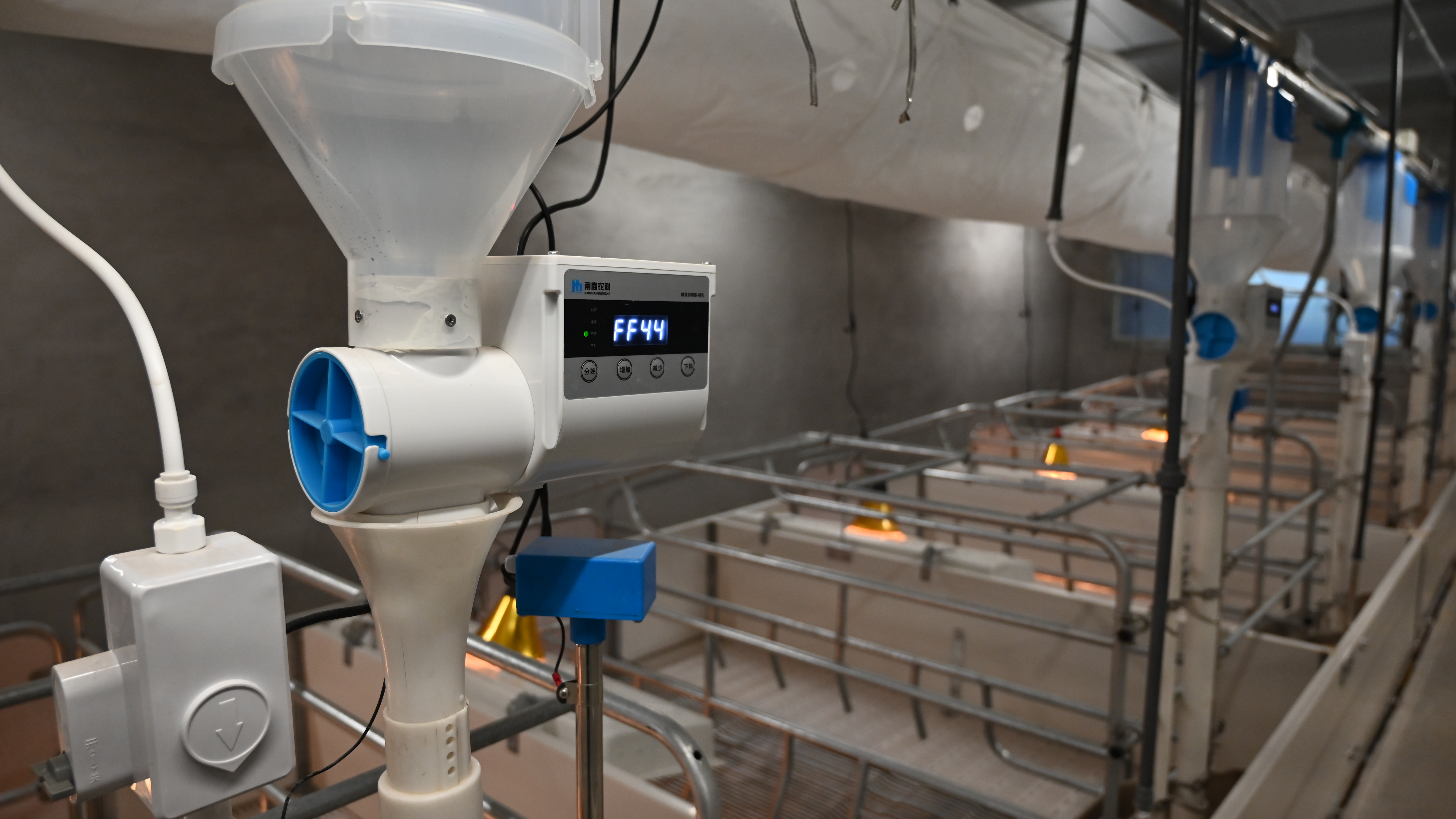 從懷孕到斷奶的全程管理：哺乳期母豬飼喂的注意事項