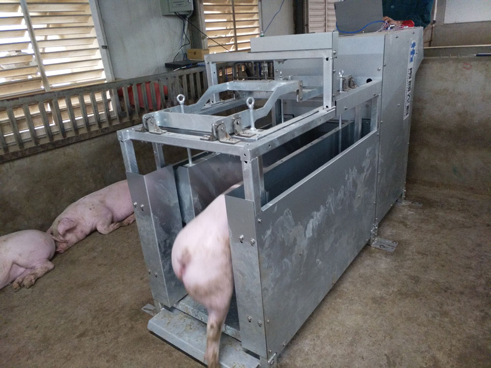 推進中國養(yǎng)豬業(yè)高質(zhì)量發(fā)展