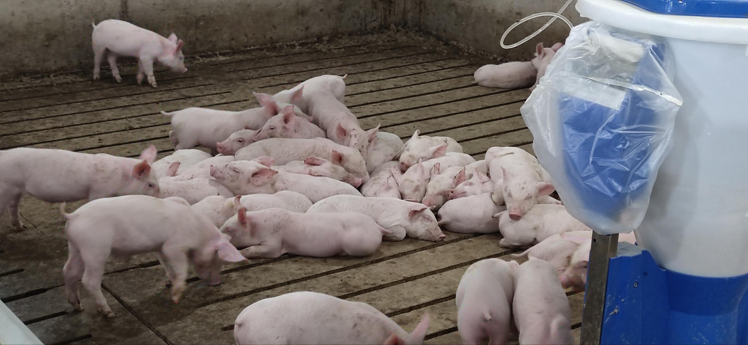 精準環控，把控豬舍，把控未來